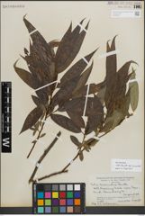 Foto von Salix lasiandra Benth.
